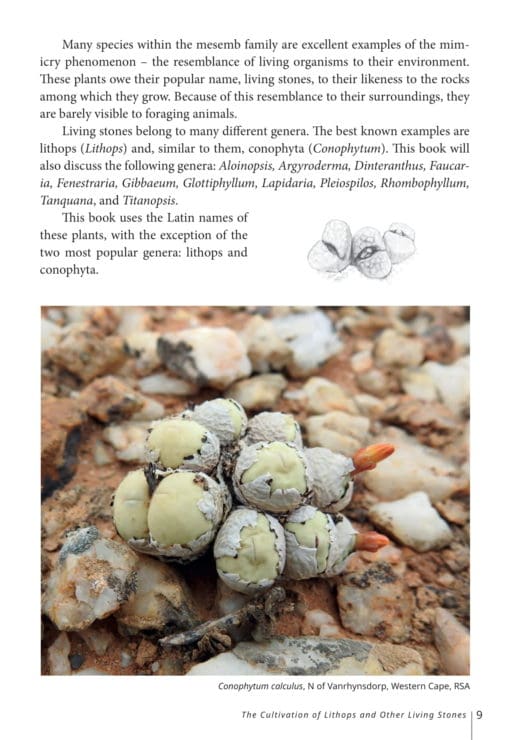 EBOOK The Cultivation of Lithops and Other Living Stones - Image 5