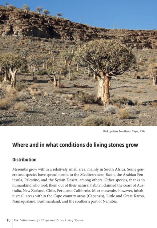 EBOOK The Cultivation of Lithops and Other Living Stones - Image 6